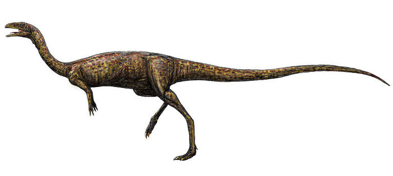 01elaphrosaurus