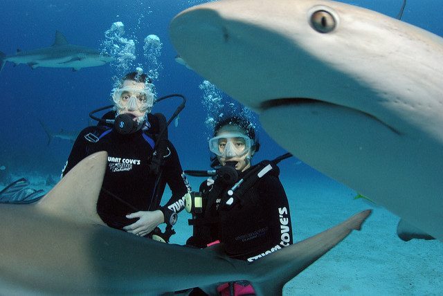 bahamas-requins-plongee-640x428-640x428